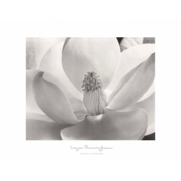 Imogen Cunningham “Magnolia Blossoms” Fine Art Print 28” x 22” 1997 printed -USA - Picture 1 of 10